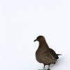 skua (Neko Harbour)