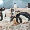 famille de manchots papous (Neko Harbour)