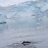 baleine à bosse (Neko Harbour)
