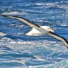 albatros à sourcils noirs, passage de Drake