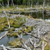 parc national de la Terre de Feu, barrage de castors