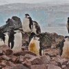 manchots à jugulaire (Hannah Point, Livingstone island, South Shetlands)