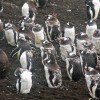 manchots papous (île Livingstone, South Shetlands)