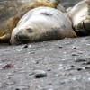 éléphants de mer (Hannah Point, Livingstone Island, South Shetlands)