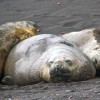 éléphants de mer (Hannah Point, Livingstone Island, South Shetlands)