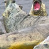 éléphants de mer (Hannah Point, Livingstone Island, South Shetlands)