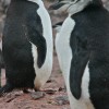 manchots à jugulaire (Hannah Point, Livingstone island, South Shetland)