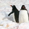 manchots papous (île Danco)
