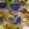 méduses, pointe des Poulains, Belle-île