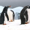 manchots papous (Petermann island)