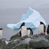 manchots papous (Damoy point, Dorian bay)