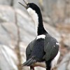 cormorans aux yeux bleus (pointe Jougla)