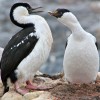 cormorans aux yeux bleus (pointe Jougla)