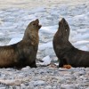 otaries à fourrure (Cuverville island)