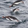 manchots papous